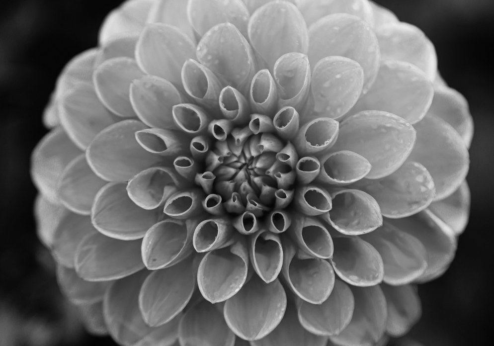 Close-up of dahlia bloom