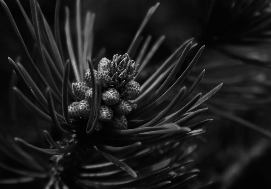 Close-up of pine
